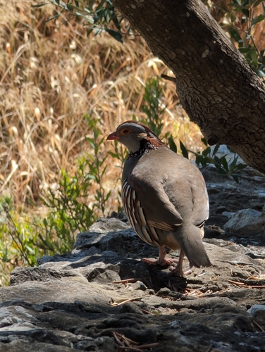 Perdiz moruna (Alectoris barbara)