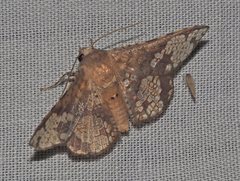 Canaea hyalospila