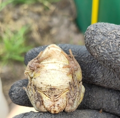 Common Spadefoot Toad photo 3