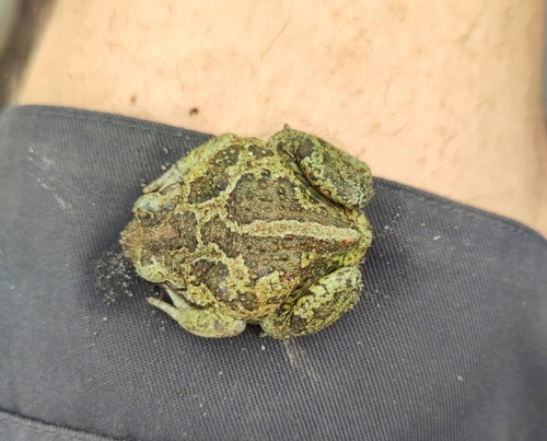 Common Spadefoot