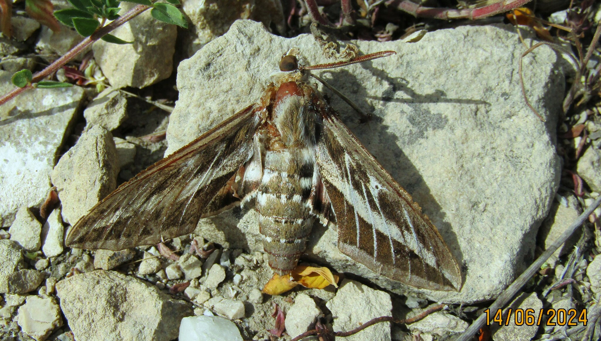 標本 Hyles tatsienluica from Nepal 標本 Hyles tatsienluica from