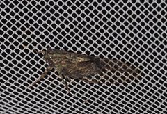 Chlorocysta suffusa