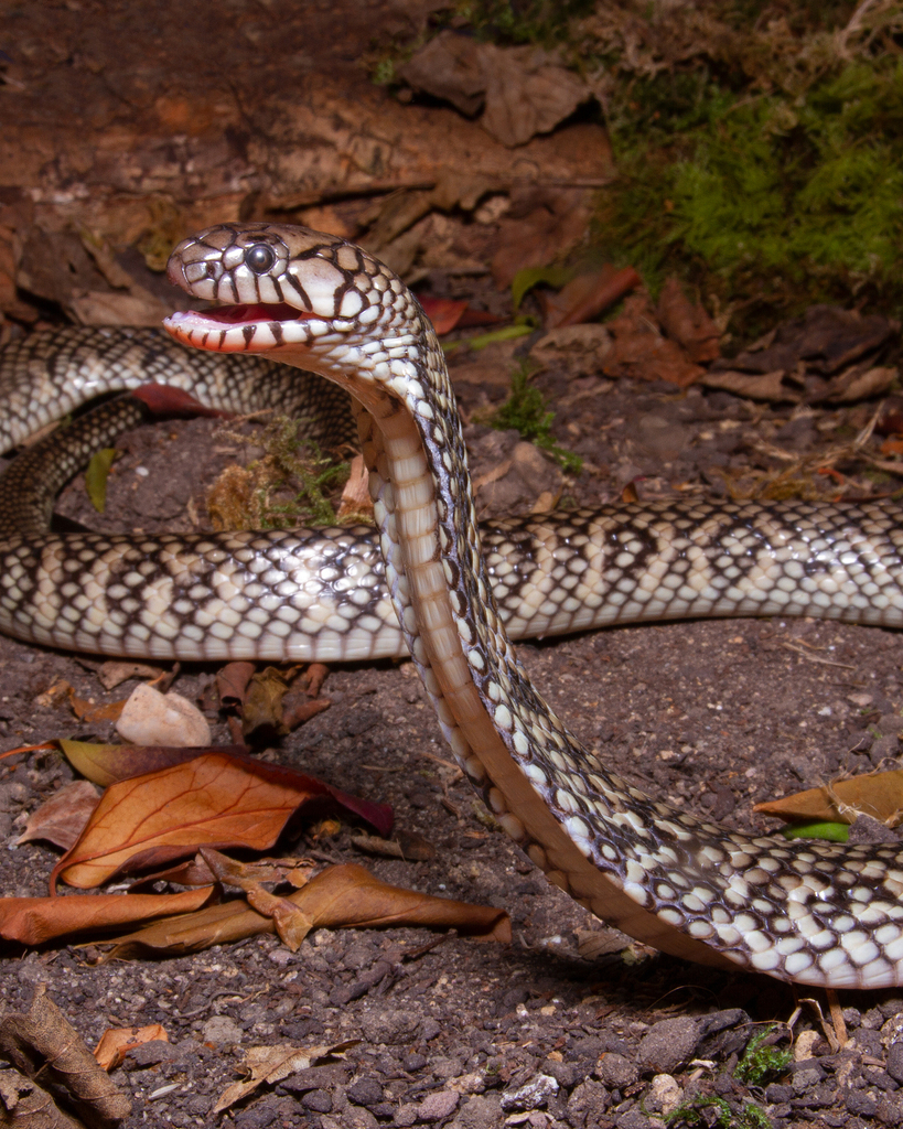 Dwarf Water Cobra
