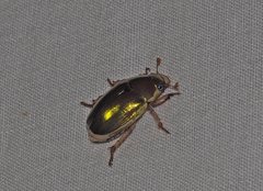 Anoplognathus aureus