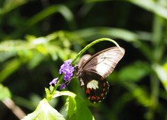 Papilio ambrax