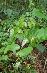 Smilax lanceifolia