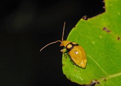 Monolepta oculata