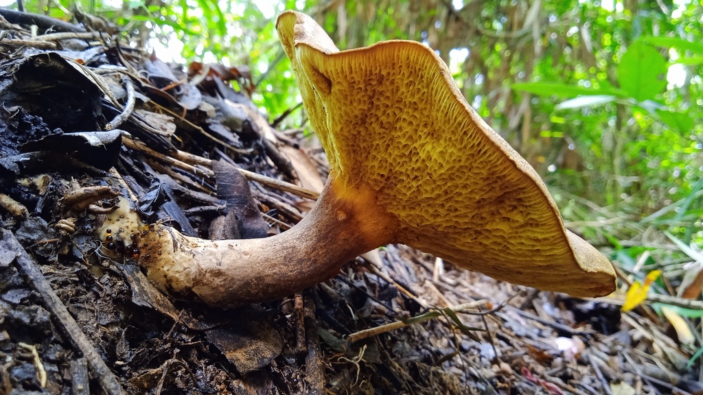 Boletinellus rompelii · February 2023 · photo: © deniszabin (iNaturalist, cc-by)