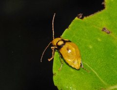 Monolepta oculata