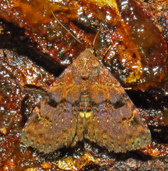 Metalectra quadrisignata