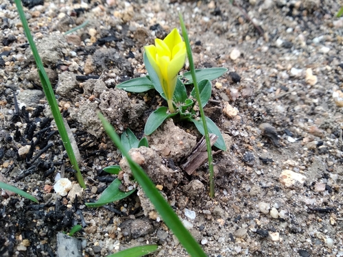 Image of Moraea galaxia by (c) De Waal Hugo, some rights reserved (CC BY)