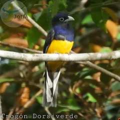 Trogon viridis