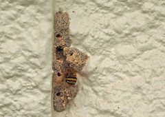 Amegilla bombiformis