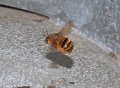 Amegilla bombiformis