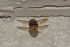 Amegilla bombiformis