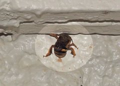 Amegilla bombiformis