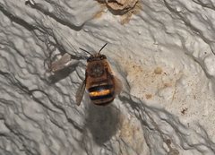 Amegilla bombiformis