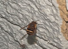 Amegilla bombiformis