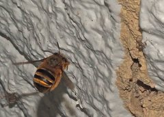 Amegilla bombiformis