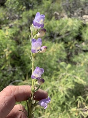 Penstemon jamesii