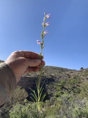 Penstemon jamesii