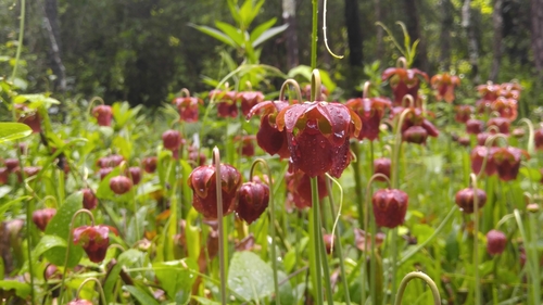 Sarracenia jonesii