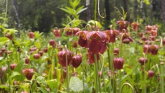 Sarracenia jonesii