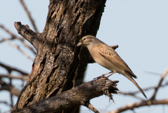 Emberiza impetuani