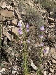 Penstemon jamesii