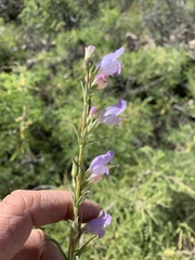 Penstemon jamesii