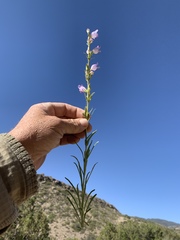 Penstemon jamesii