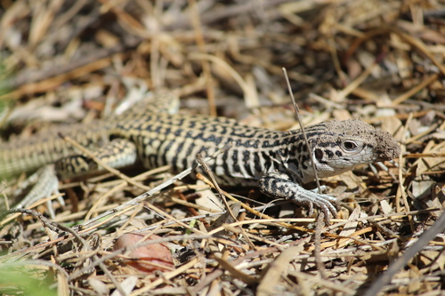 Common Checkered Whiptail