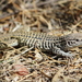Gray-checkered Whiptail - Photo (c) Michael Price, some rights reserved (CC BY-NC-ND), uploaded by Michael Price