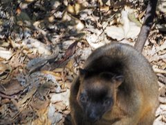 Dendrolagus lumholtzi