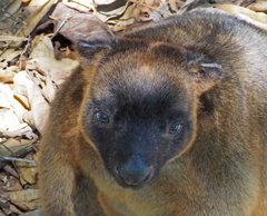 Dendrolagus lumholtzi