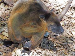 Dendrolagus lumholtzi