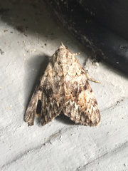 Catocala amica