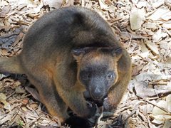 Dendrolagus lumholtzi