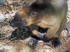 Dendrolagus lumholtzi