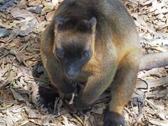 Dendrolagus lumholtzi