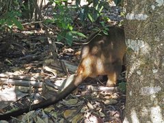 Dendrolagus lumholtzi