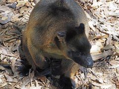 Dendrolagus lumholtzi