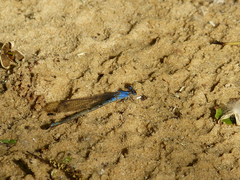 Argia funebris