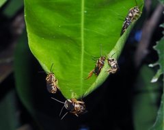 Mellitidia tomentifera