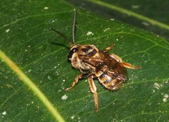 Mellitidia tomentifera