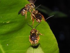 Mellitidia tomentifera