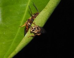 Mellitidia tomentifera