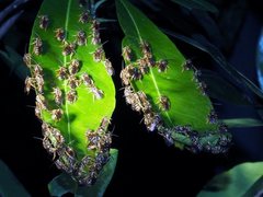 Mellitidia tomentifera