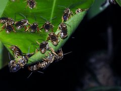 Mellitidia tomentifera