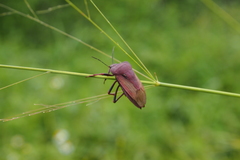 Chalcopis glandulosa